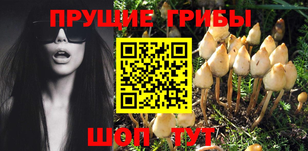 купить закладку  Псилоцибиновые грибы GOLDEN TEACHER  Вход с VPN  Лосино-Петровский  Псилоцибиновые грибы MAGIC MUSHROOMS 